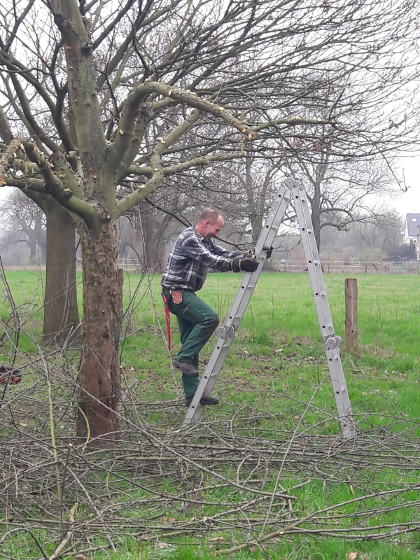 Baumschnitt auf der Wiese